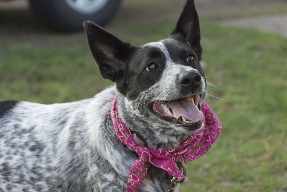 short-coated gray and black dog on green grass field at daytime