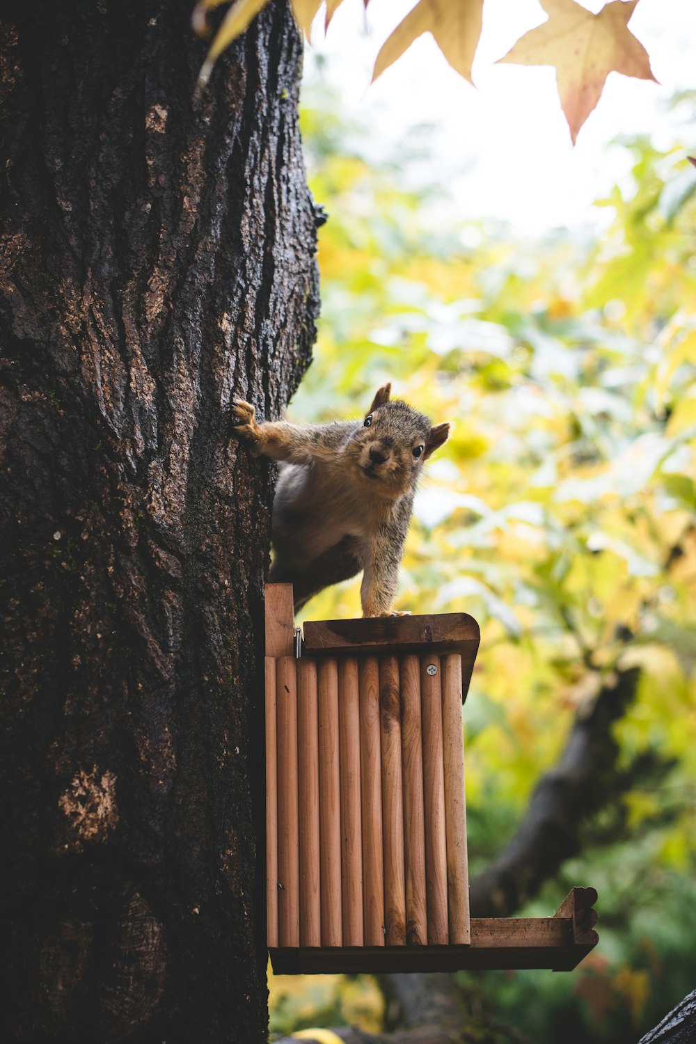 esquilo marrom na árvore durante o dia
