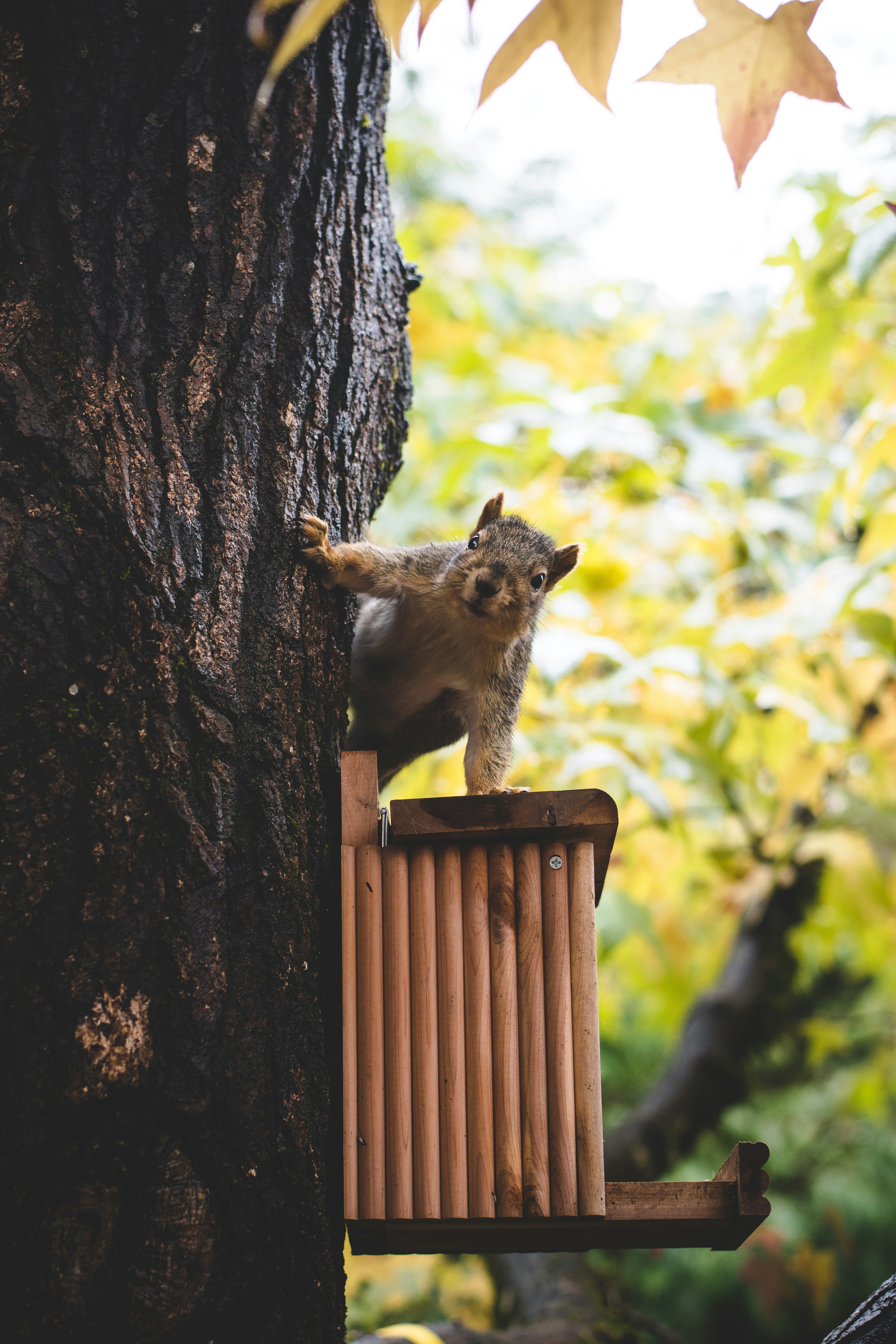 邂逅小松鼠在樹榦上爬上滑下