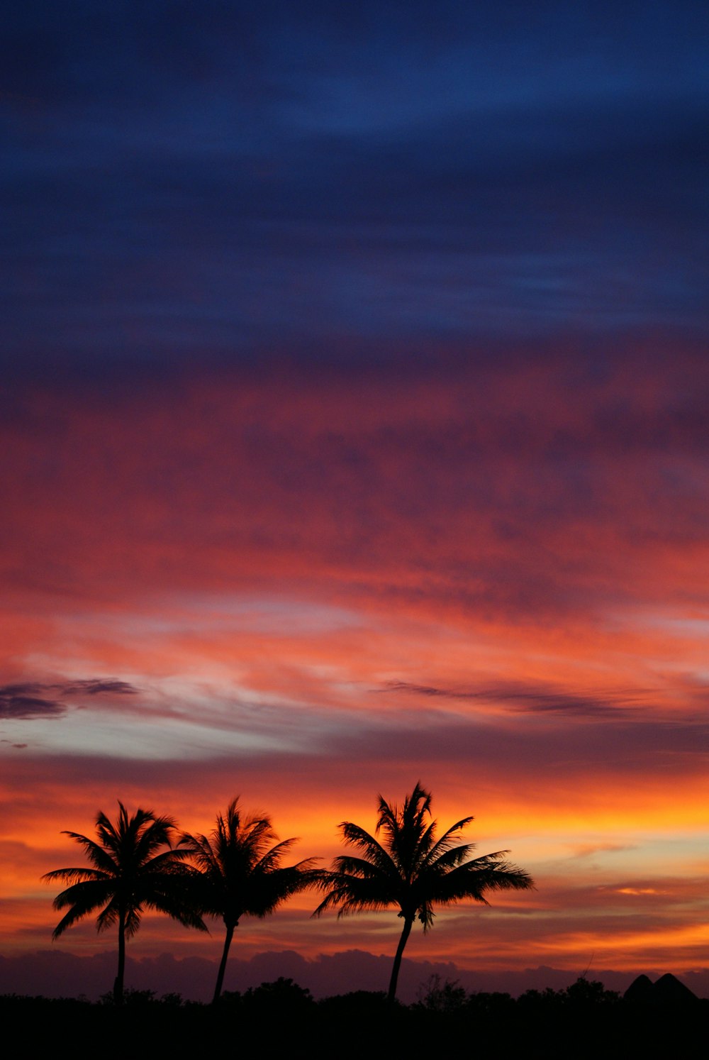 several trees during sunset