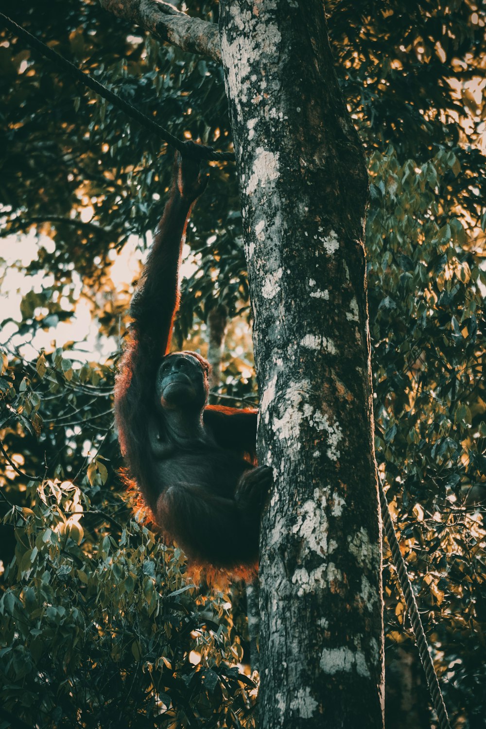 singe sur l’arbre à la journée