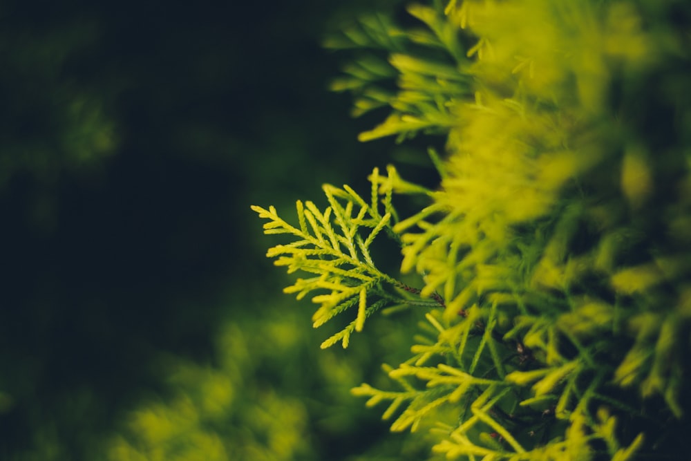 foglia verde in fotografia superficiale