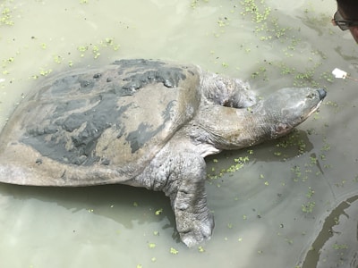 A wildlife caregiver feeding an injured turtle beside a calm riverbank.