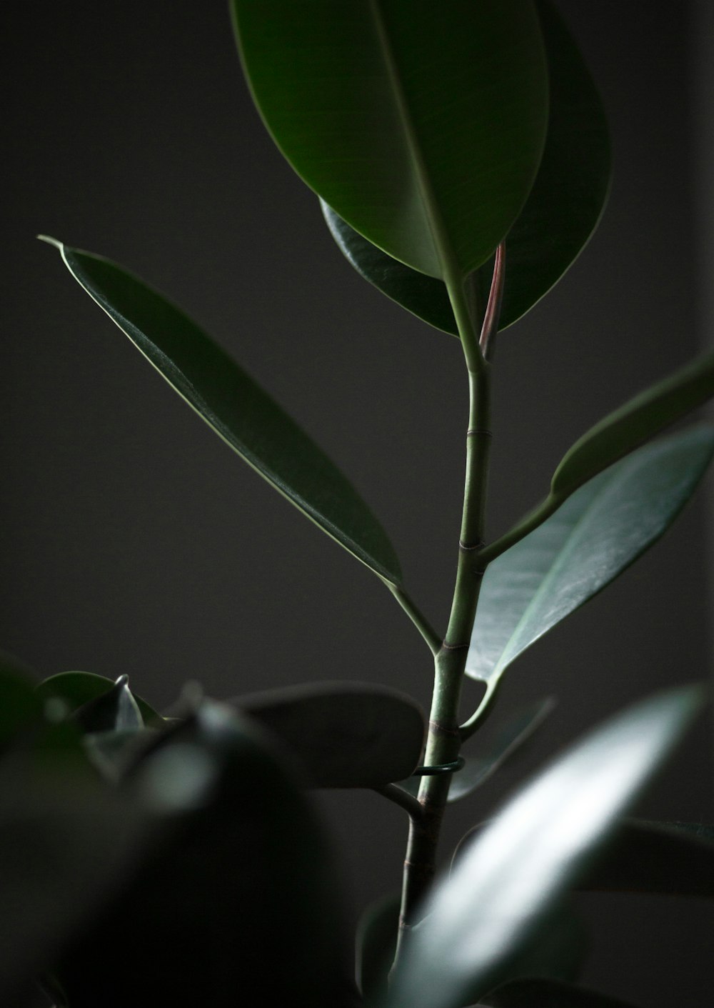 green rubber plant