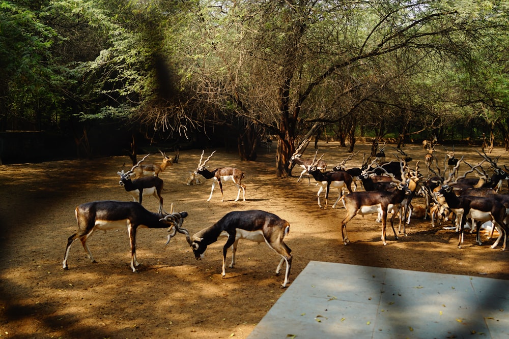 herd of deer beside tree