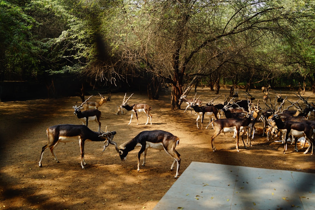 Wildlife photo spot National Zoological Park Noida