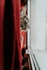 brown tabby cat