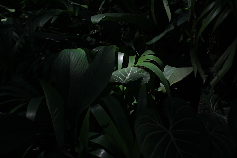 green leafed plants