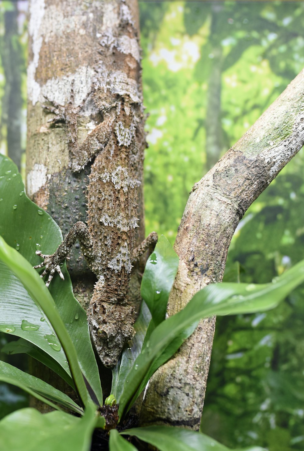 brown and black lizard on branch of tree