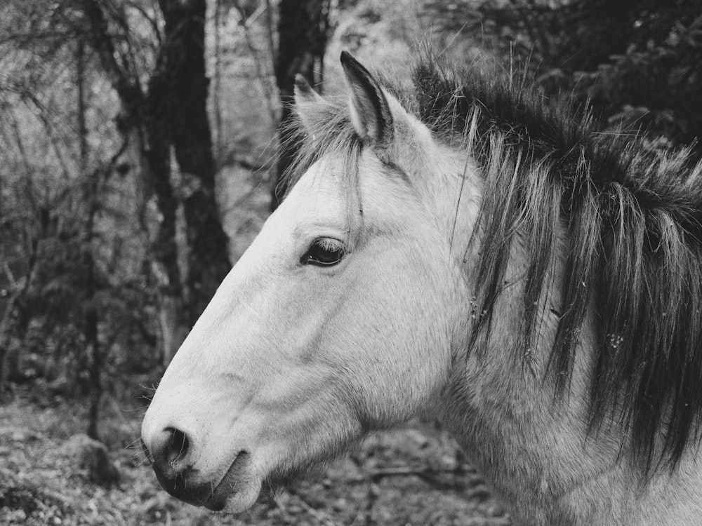 Fotografía en escala de grises de caballo