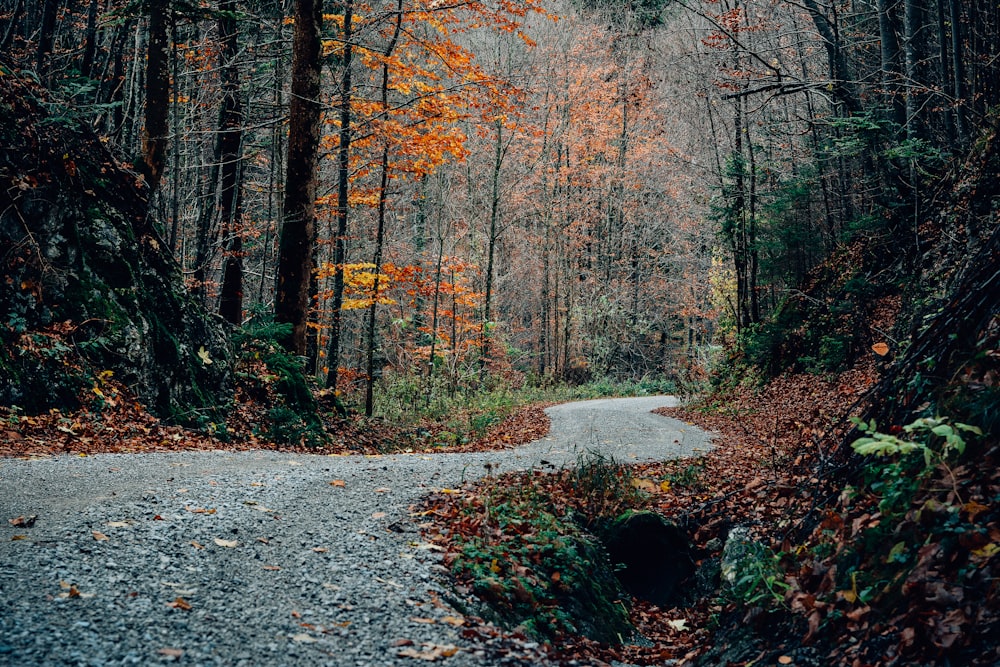 gray road in between forest trees at daytime