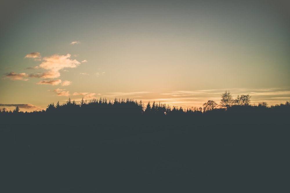 silhouette photo of trees