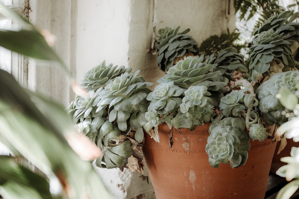 green succulent plants