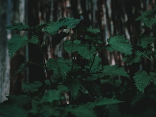 An influencer sharing heartfelt stories about parenting, set against a deep forest green backdrop.