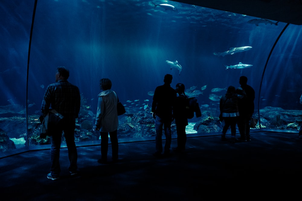 silhouette photo of group of people watching fishes on underwater aquarium