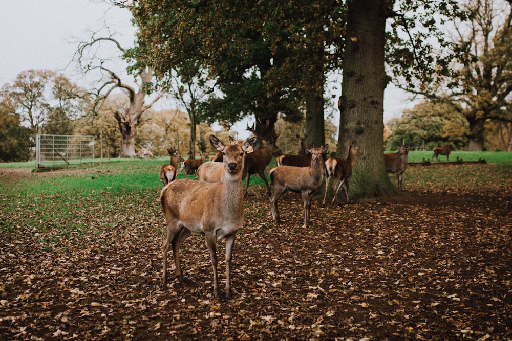 herd of deer near tree