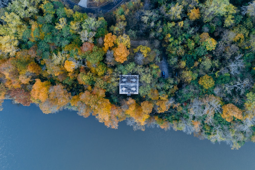aerial photo of trees near water