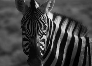 grayscale photo of zebra