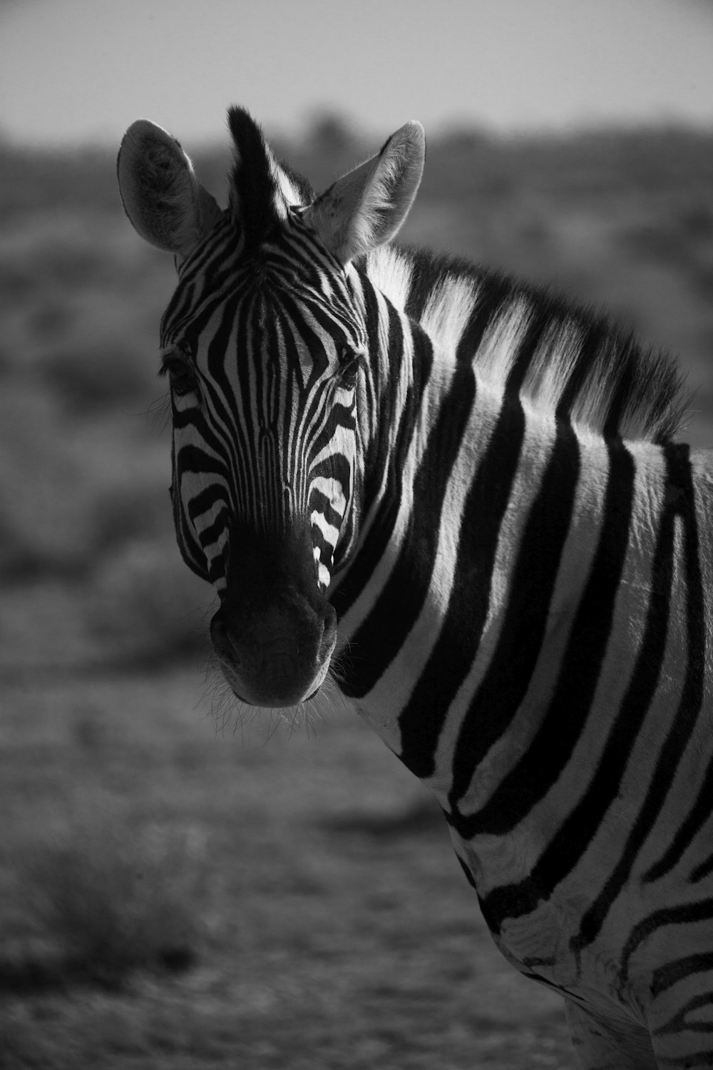 grayscale photo of zebra