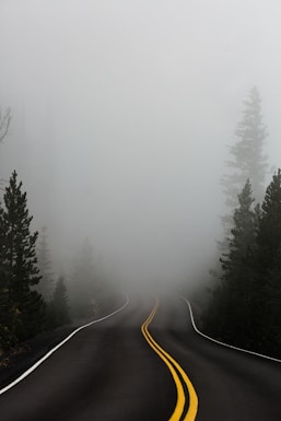empty road surrounded with trees with fog