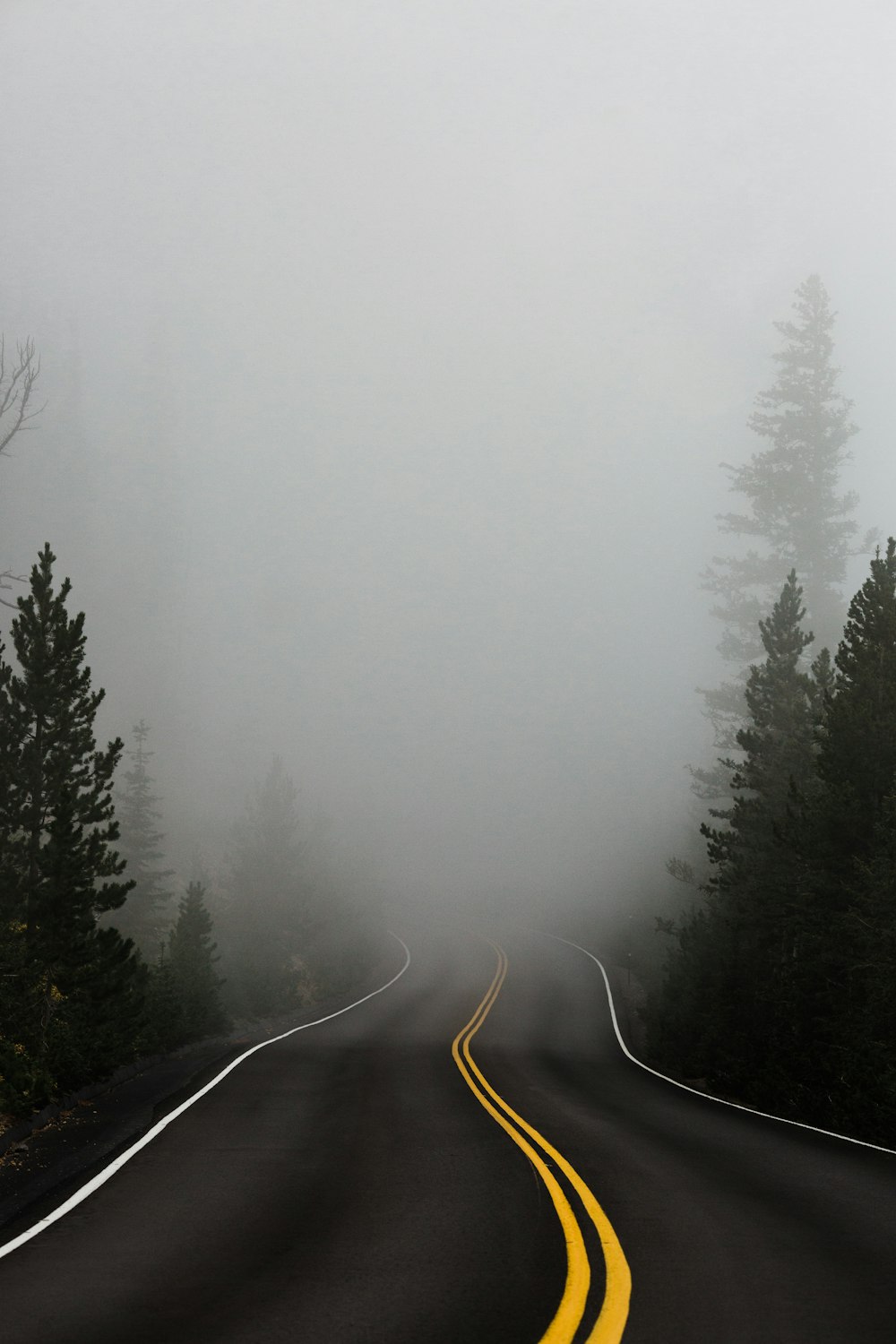 Carretera vacía rodeada de árboles con niebla