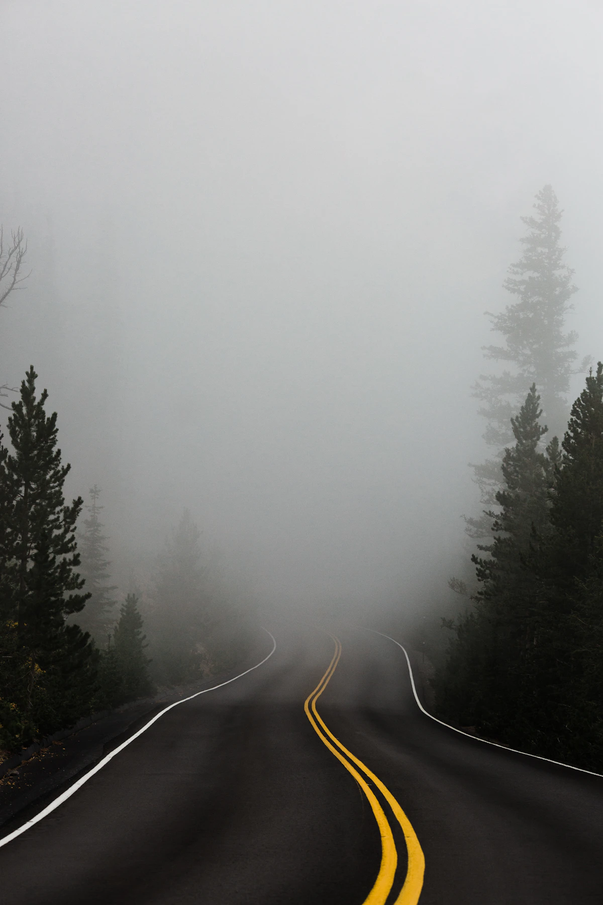Highway curving through misty pine forest
