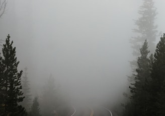 empty road surrounded with trees with fog