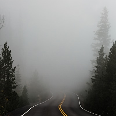 empty road surrounded with trees with fog