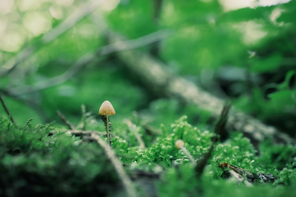 mushroom on top green grass