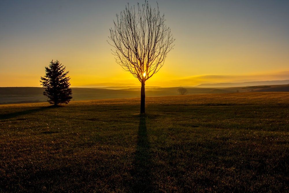 leafless tree in field