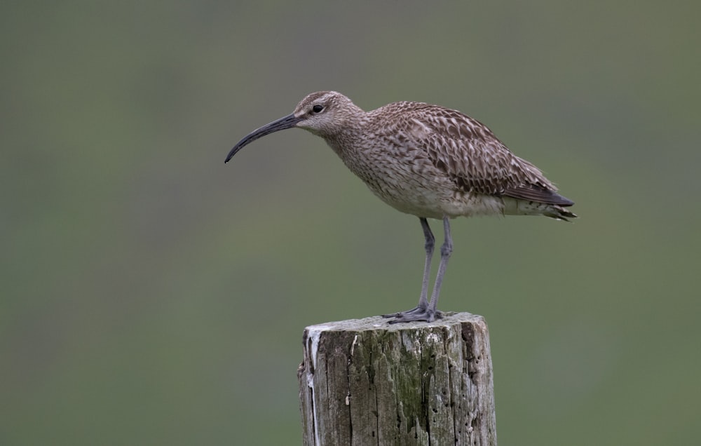 selective focus photography of brown bird