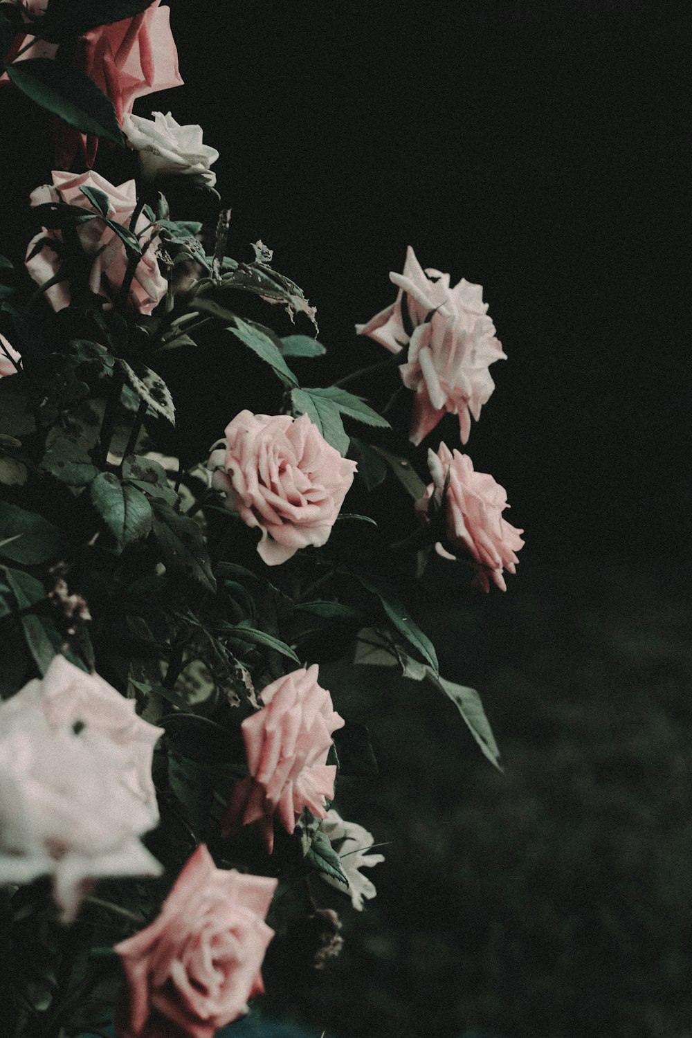 Foto selectiva de rosas rosas