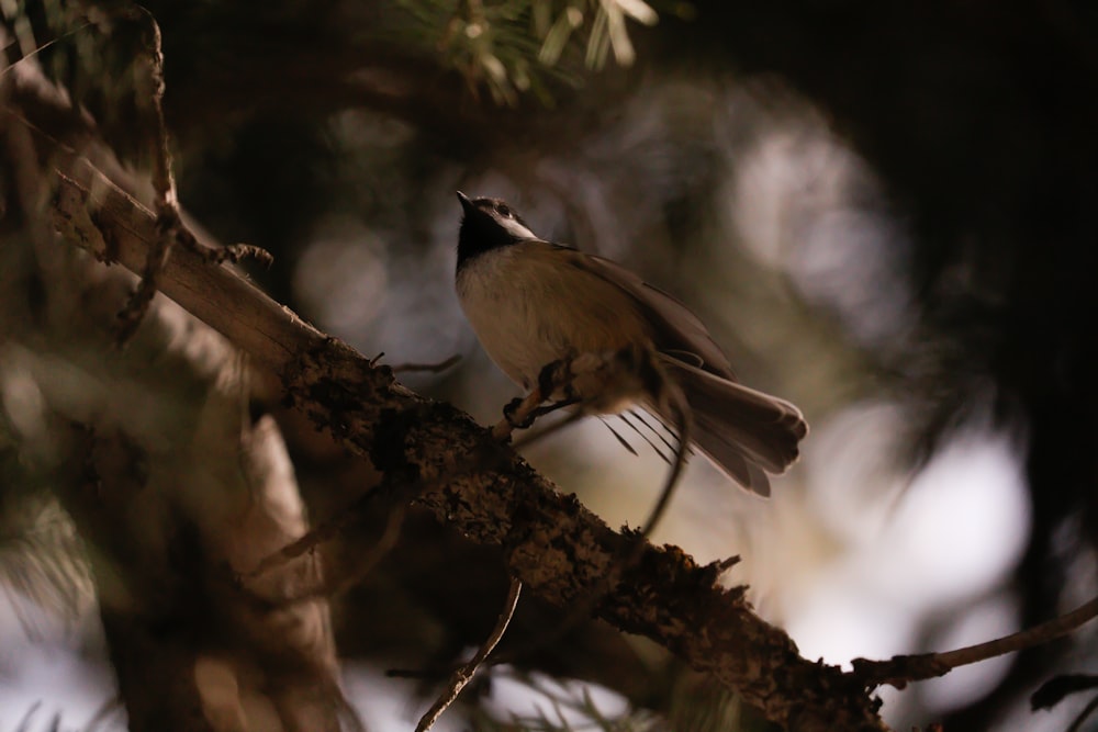 brown and white bird on brown tree branch