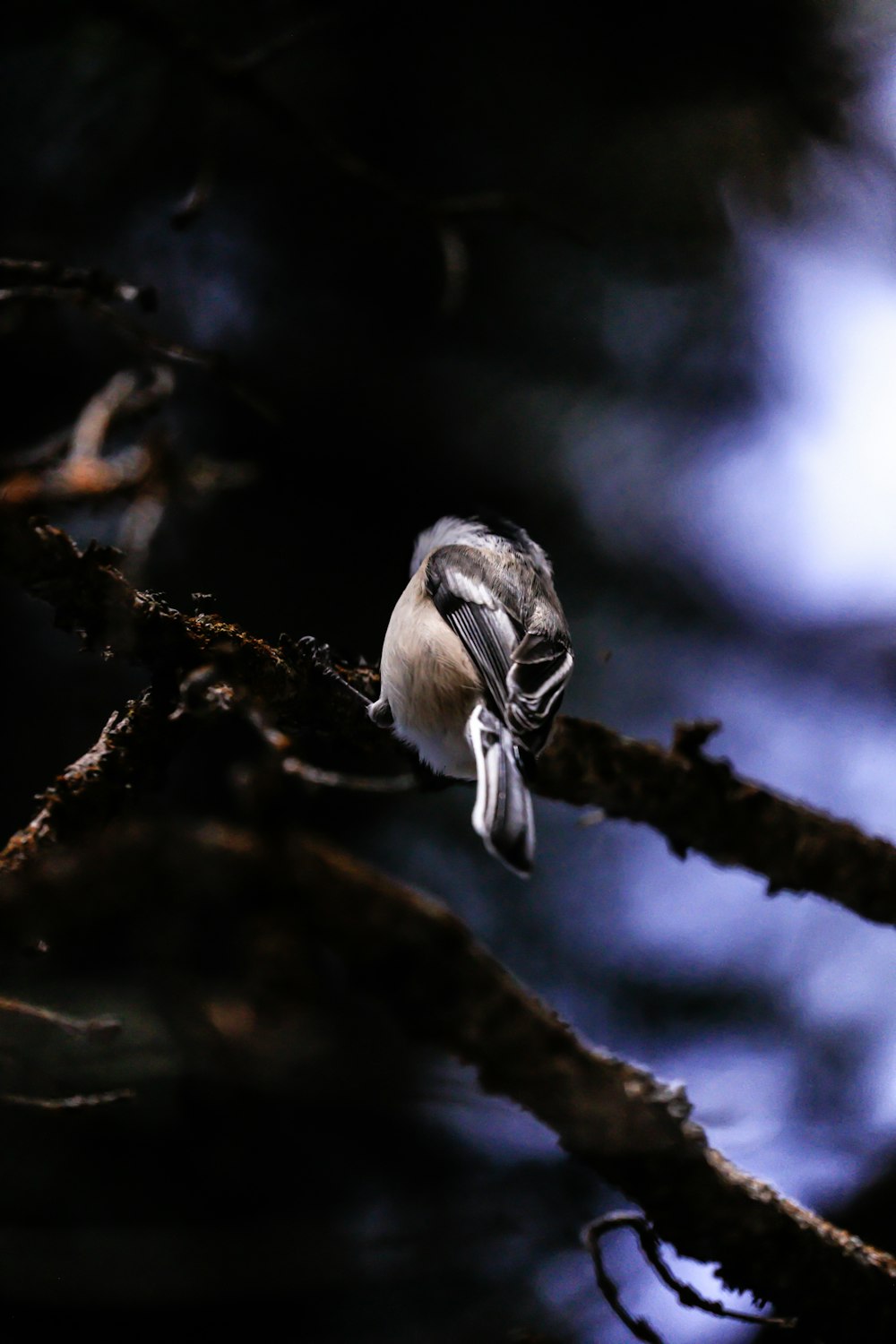 Fotografía macro de pájaro gris en rama