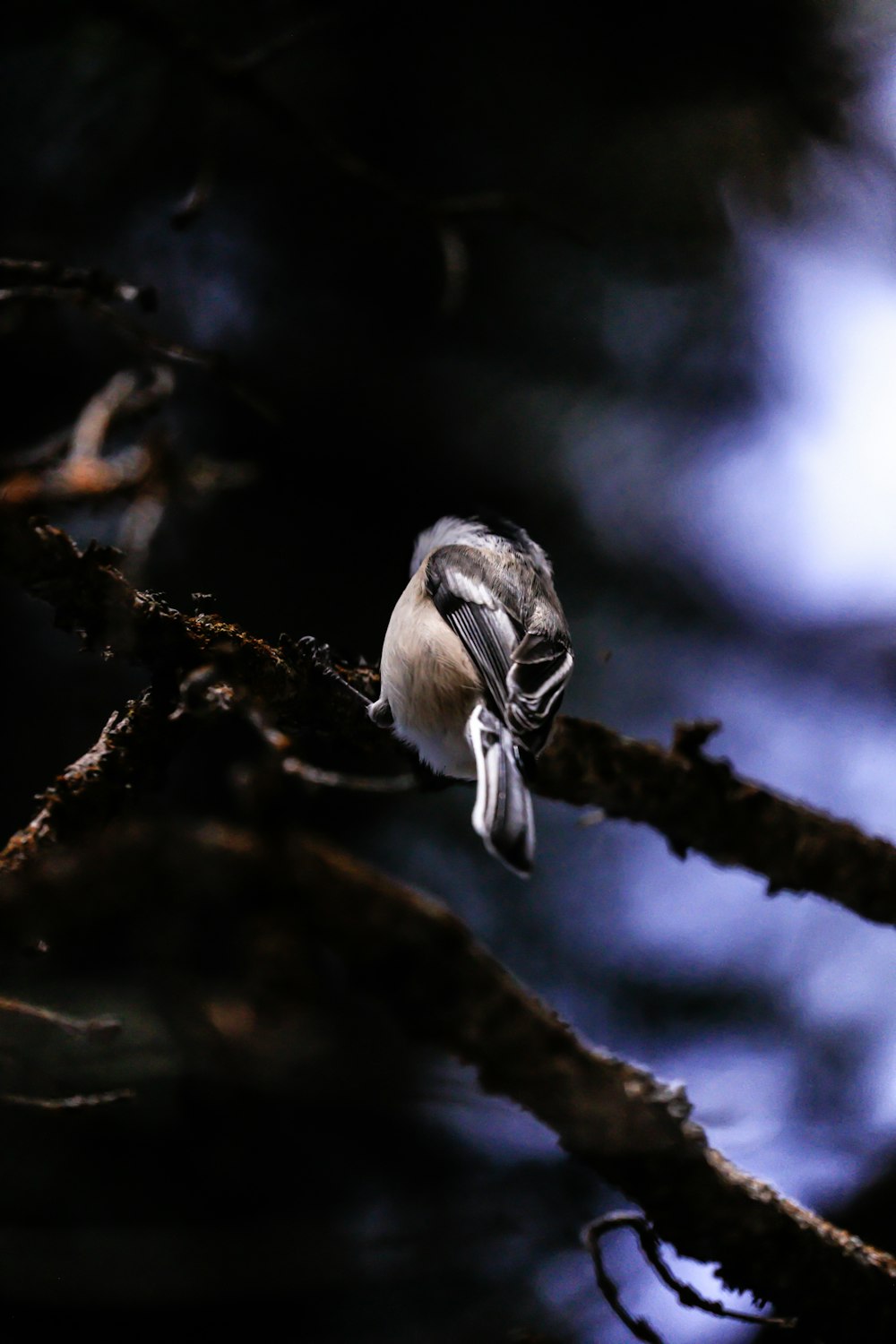 macro photography of gray bird on branch