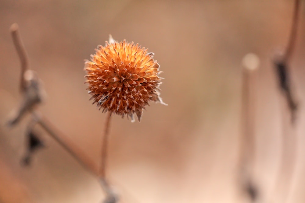 brown and white flower in tilt shift lens