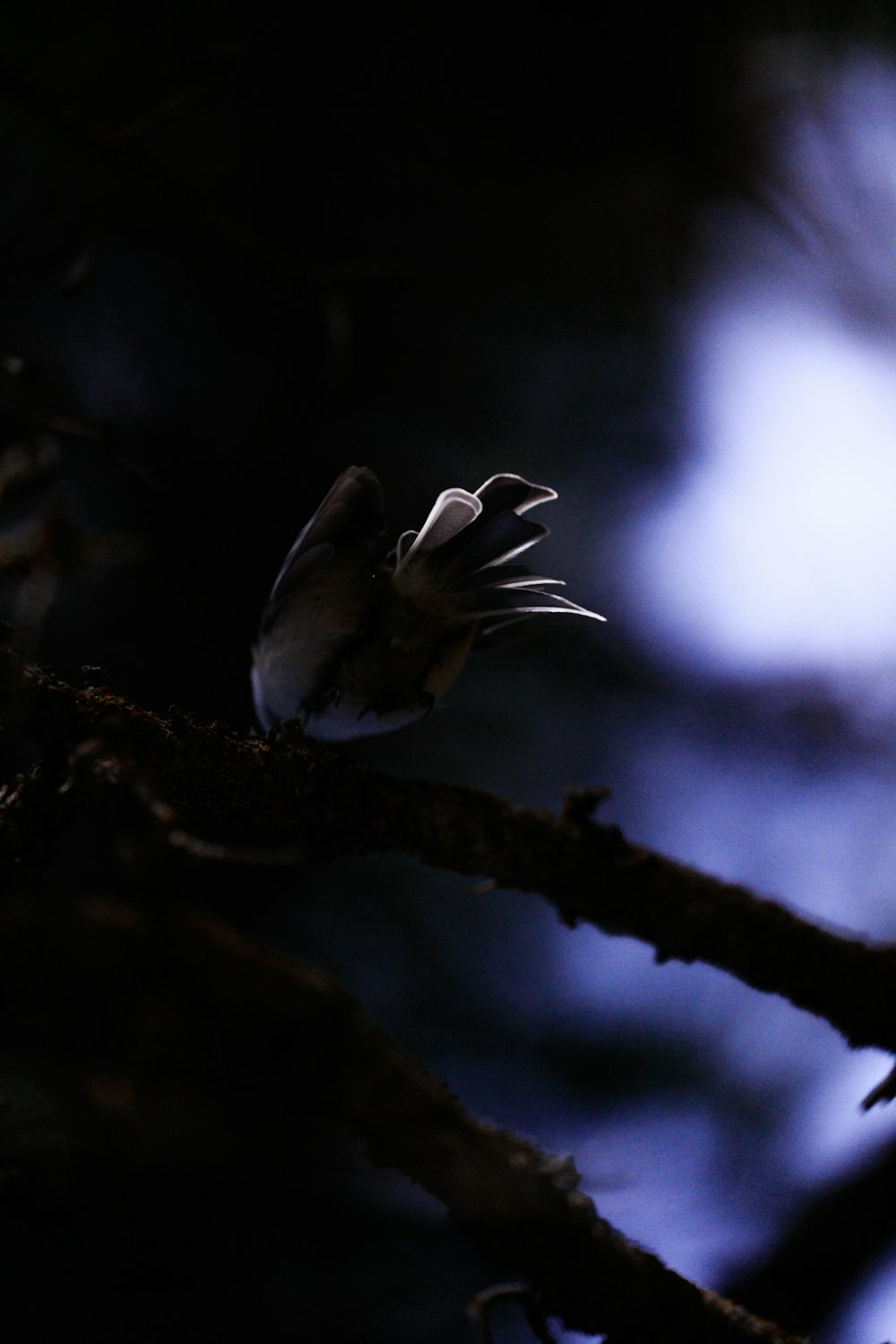 pássaro branco e marrom no galho marrom da árvore