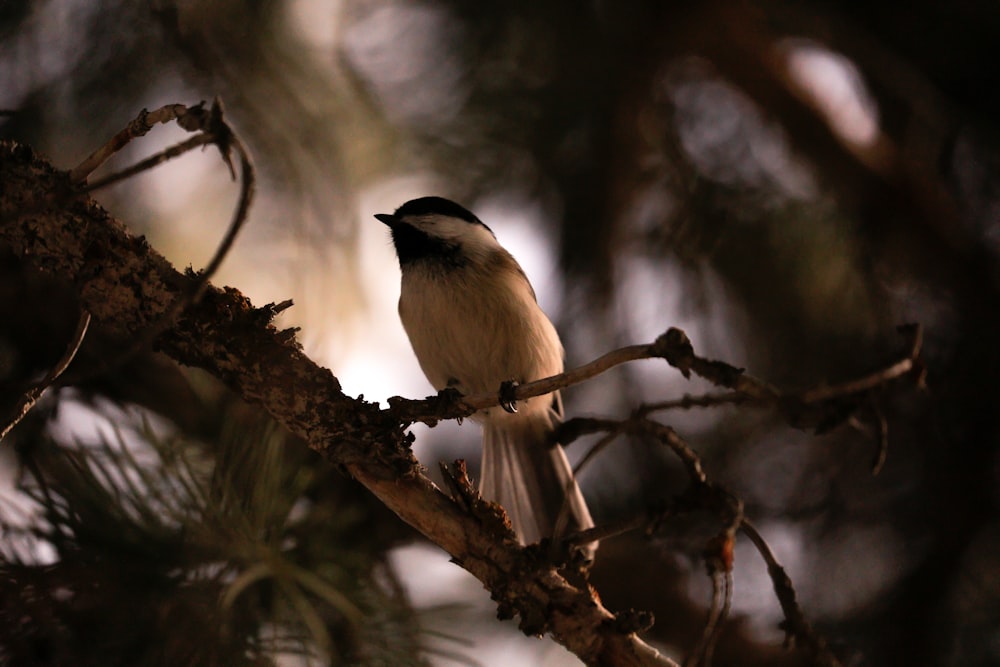 white and black bird on tree branch
