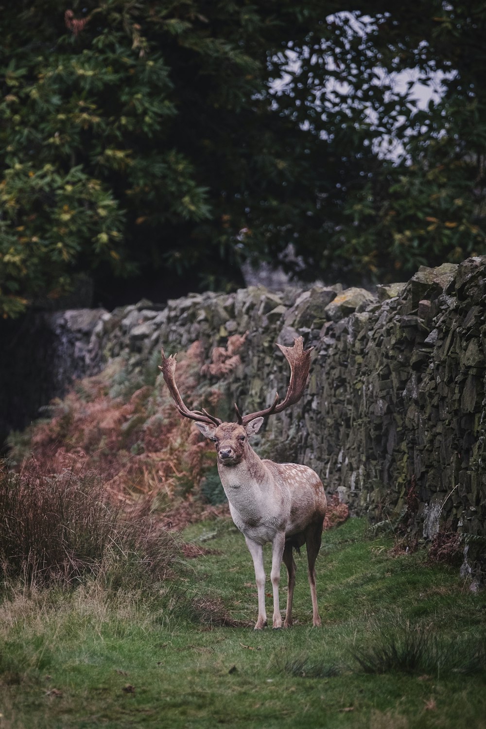deer near rock wall