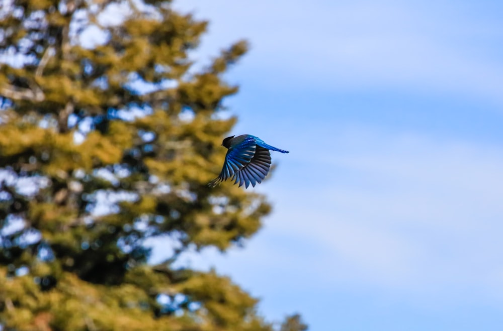 selective focus photography of bird