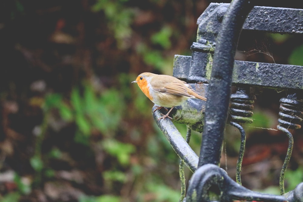 brown sparrow bird on black steel frame