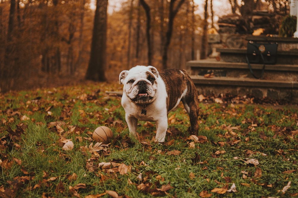 Bulldog inglés junto a la pelota en la hierba