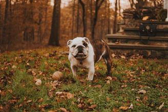 English bulldog beside ball on grass
