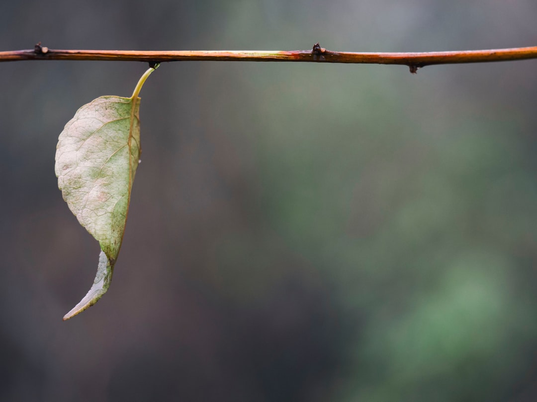  selective focus photography of green plant leaf match stick