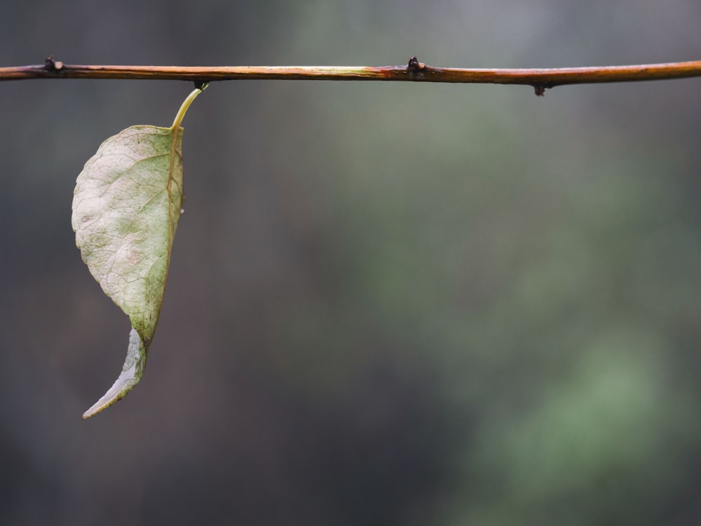 selective focus photography of green plant leaf