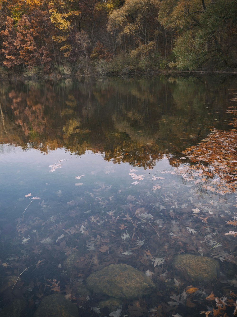 leaves in body of water reflecting treeline