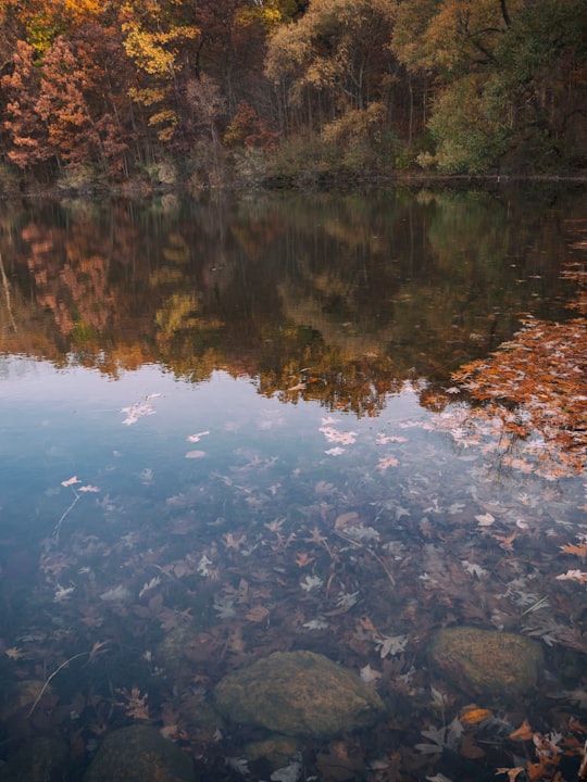 leaves in body of water reflecting treeline in Holly Recreation Area United States