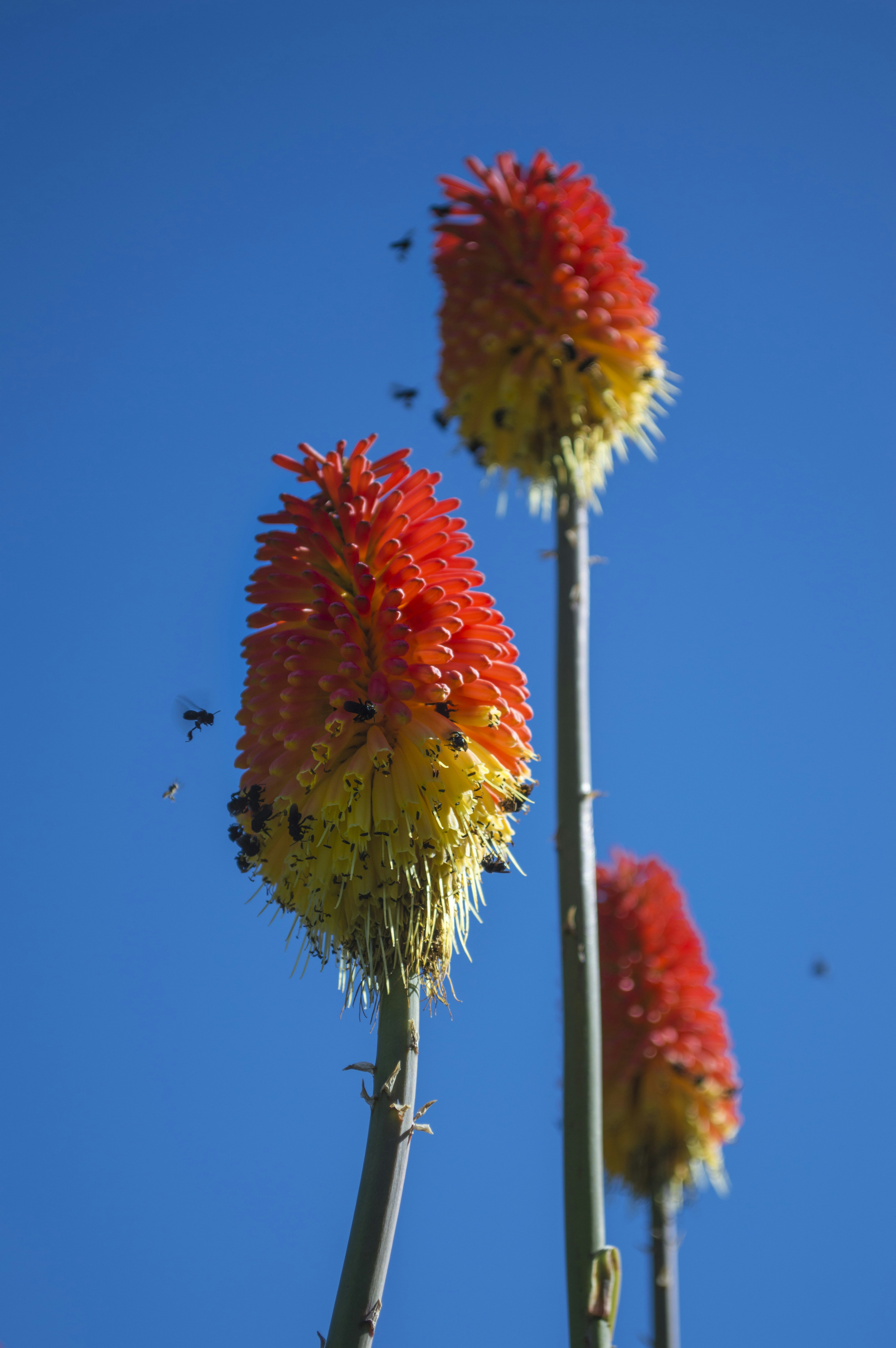 Exquisite Torch Cactus in full bloom