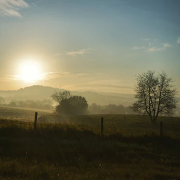 A serene coffee farm landscape at sunrise in Sidamo, Ethiopia.