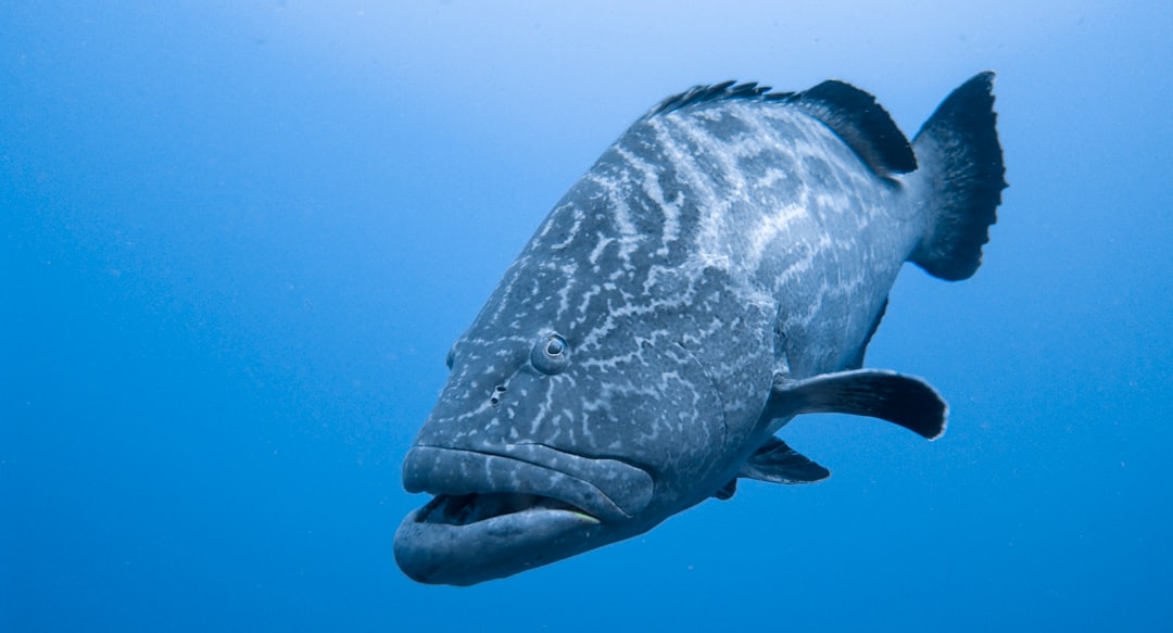 Underwater photo spot Cozumel Isla Mujeres